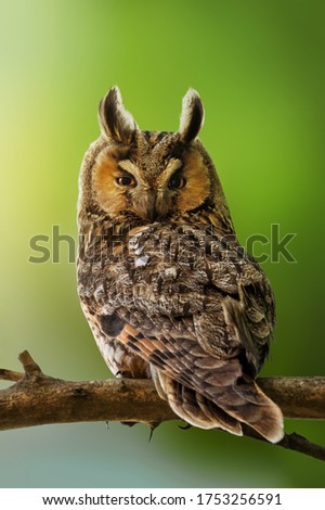 Wildlife scene with close-up of beautiful long eared owl on green nature background