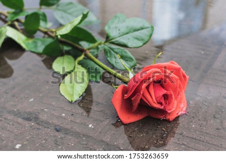 A red rose lies in a dirty puddle on the road, thrown by someone after the rain