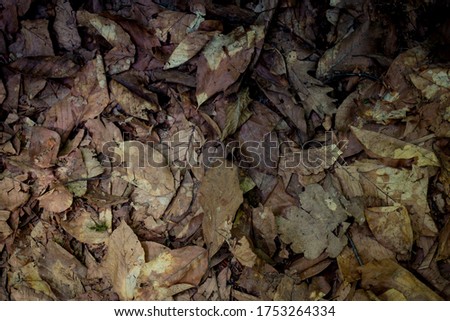 Brown leaves texture fall season