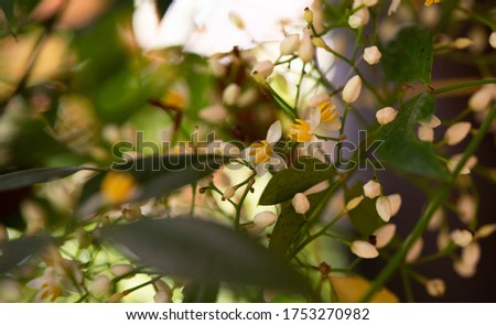 floral and leaf background for wallpaper beautiful nature