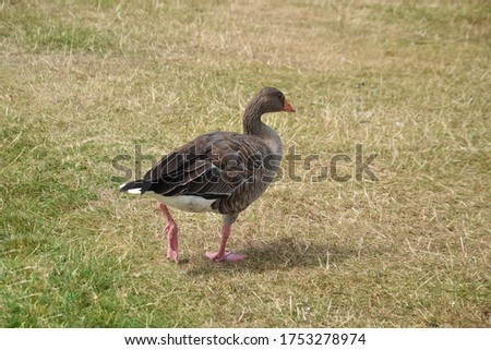 a duck walking on grass
