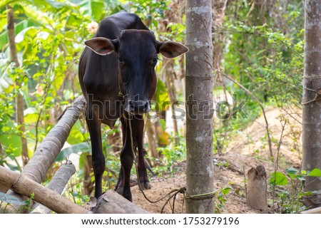 Indian Black Cow Stock Photo