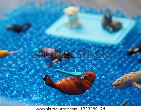 Selective focus of walrus brushing tasks mini figure in blue hydrogel water beads with other arctic animal blurred background. Kids sensory play activities and education concept.