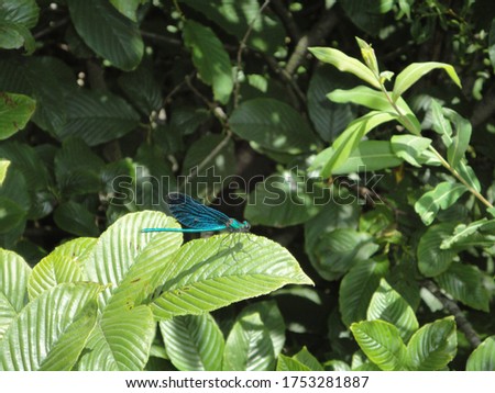 Blue dragon fly resting on a green leaf.