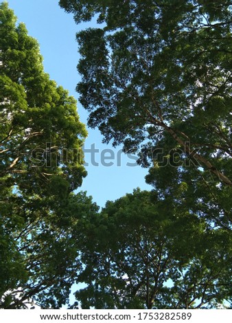 Tree make a frame for blue sky