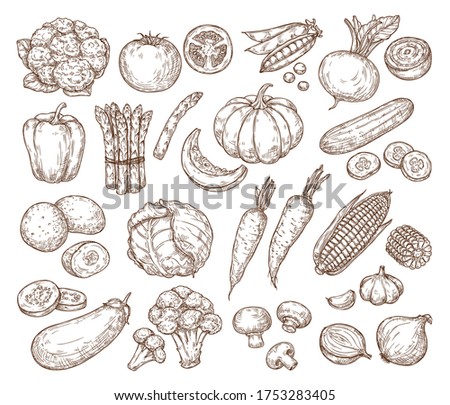 Sketch vegetables. Vector set in vintage style. Hand drawing. Tomato, cucumber, cabbage, potato, beetroot, corn. Farming, harvest, eco products. For packaging, advertising, banners, textiles, menus. Royalty-Free Stock Photo #1753283405