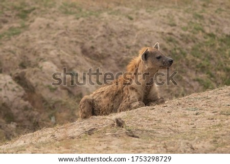 Portrait of spotted hyena, zambia