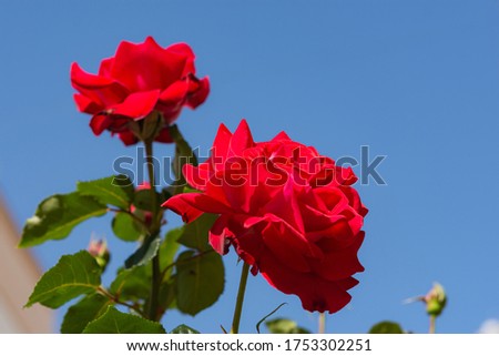 Red roses against a blue sky. Cheerful scarlet flowers with space for text. The layout of the greeting card. Summer flower background. Bottom view.