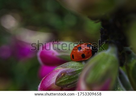 Close-up picture of a little ladybug resting on a flower
