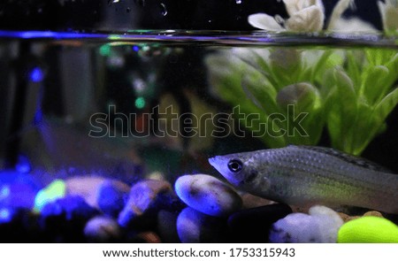 Beautiful fish tank with stone  
