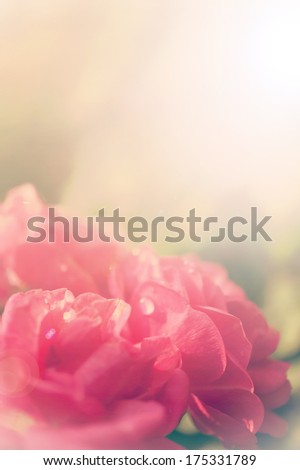 pink and red rose soft sweet color, vintage style background