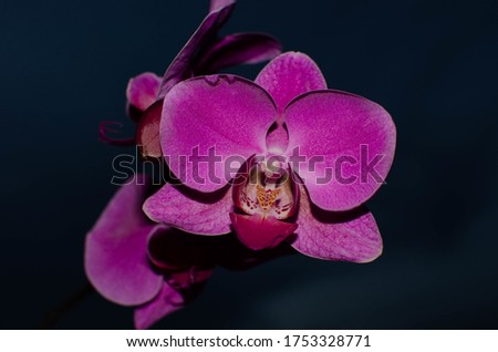 Single Pink Phalaenopsis Orchid Flash Picture