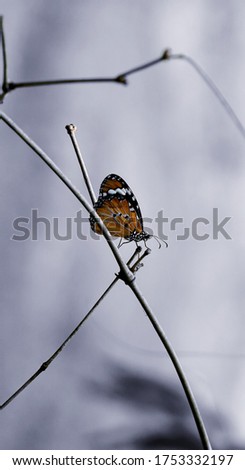 a beautiful monarch butterfly rests on a thin tree branch in the garden.