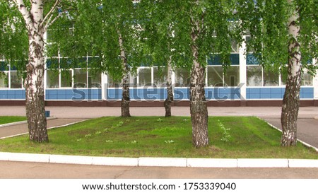 Birch trees on the square lawn in front of the building.
