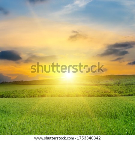 Green field, sunrise and sky. Agricultural landscape.