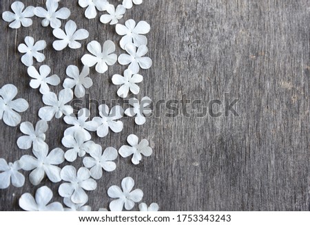 Cute and very cute white flowers on the background of an aged tree.