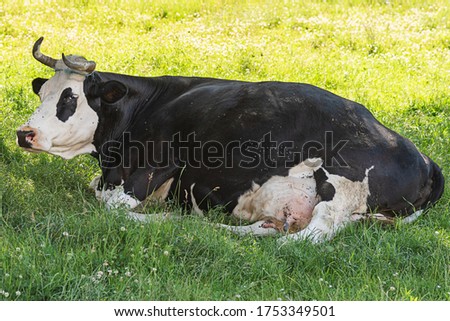 Cow lying in the green grass 