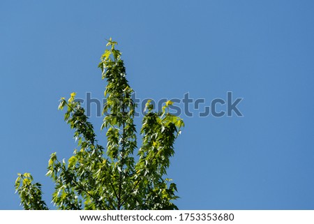 Acer maple saccharin on sunny spring day. Young bright green leaves on maple branches against blue sky. Selective focus. Nature concept for design.