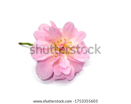 Pink of Damask Rose flower on white background (Rosa damascena) with soft shadow.