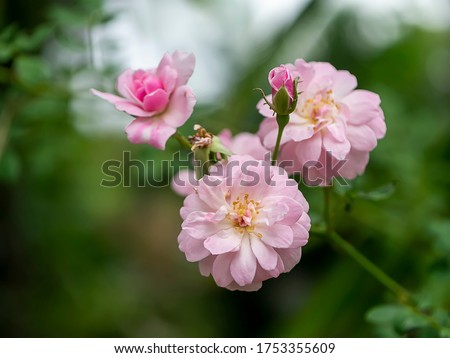 Close up pink of Damask Rose flower with blur background. (Rosa damascena)