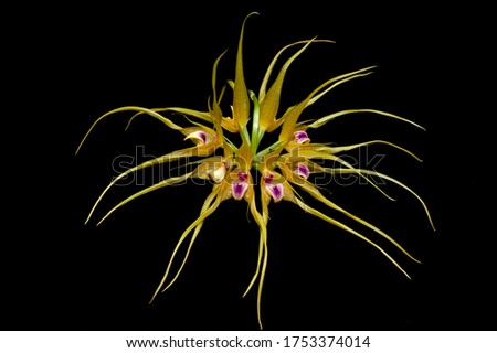 Bulbophyllum virescens, wild orchid picture with black background