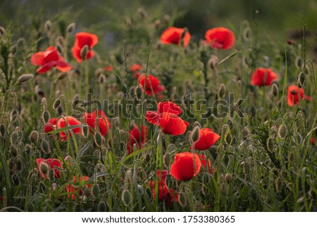 Large red field poppies in the field