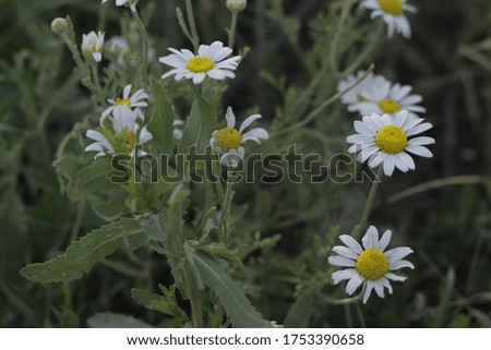 full screen daisy flowers with petals