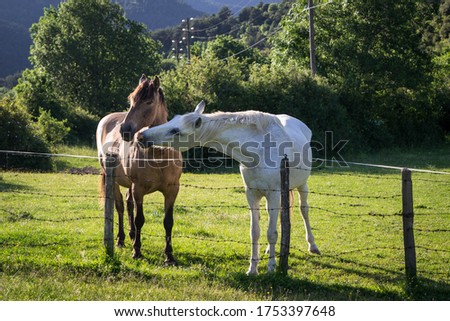 pictures of horse couple playing in a grassy field.