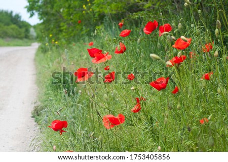 Red poppies. Grow in the green grass in the summer.