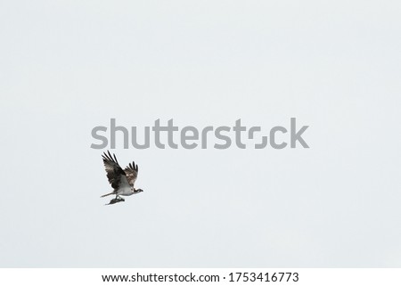 An osprey with a halibut flying across a white sky