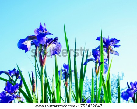 Purple iris flowers close-up against an unusual sky the color of mint or aquamarine.