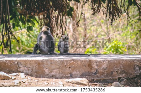 Monkey sitting with its kid under a tree