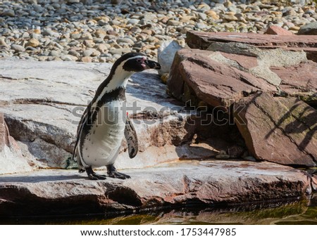 Single Penguin on Rock in Zoo