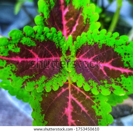 A dark pink and green edges leafs of coleus topview, Plectranthus scutellarioides