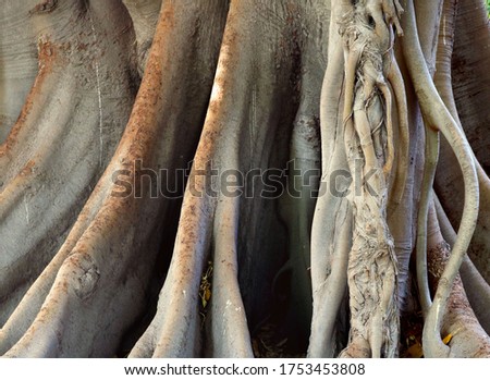 ancient tree trunk texture with lianas and several wooden interlaced and twisted branches