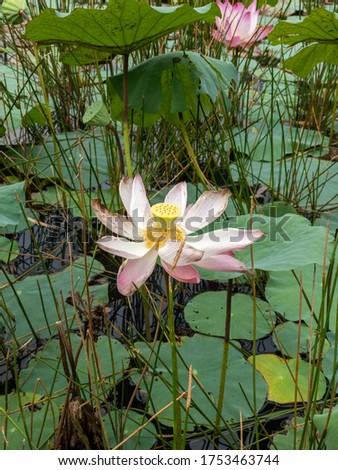 Pink lotus flower with green leaves nature in river