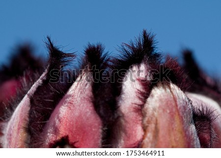 Close up view of the hairs of a Protea flower in soft winter sunlight