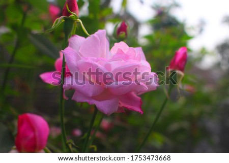Flowers Different Types of Flowers Red Roses Pink Jaba Shapla Flower Flower Collection of All Types of Flowers, All Collections of Flowers of Different Colors Flower Flower Fair Royalty-Free Stock Photo #1753473668