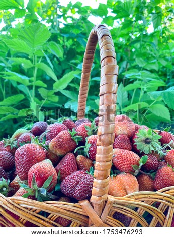 Large basket with fresh strawberries in the garden. Free space. Concept of proper healthy nutrition, agriculture.