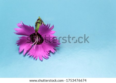 Pink carnation on a blue background close-up
