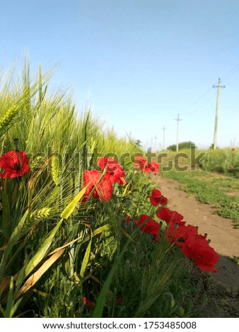 against the blue sky, bright poppies flowers