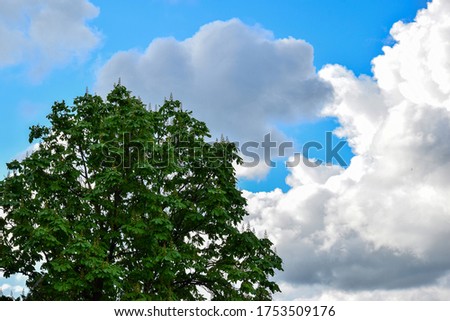 Blooming tall chestnut tree in cloudy weather. Voronezh. Russia
