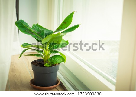 Musa Tropicana dwarf banana plant, isolated and located near a big window. Vertical shot. Royalty-Free Stock Photo #1753509830