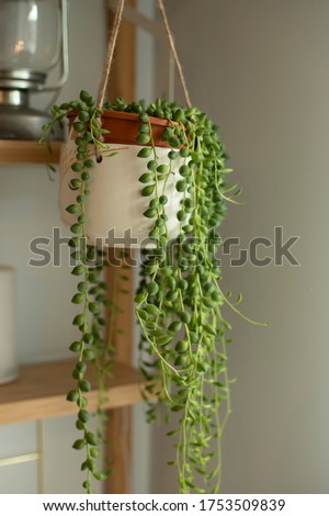 Senecio rowleyanus house Plant in a white hanging pot. String of Pearls plant. Vertical shot. Royalty-Free Stock Photo #1753509839