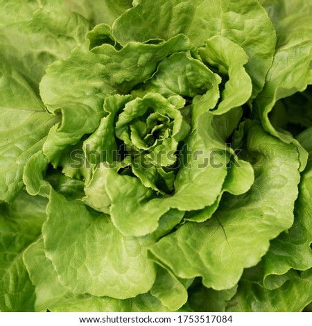 Flat lay natural salad Photo