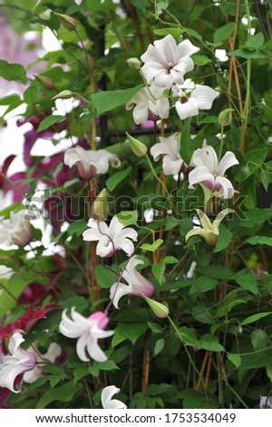 Purple and white small-flowered Clematis texensis Princess Kate blooms on an exhibition in May 2014 Royalty-Free Stock Photo #1753534049
