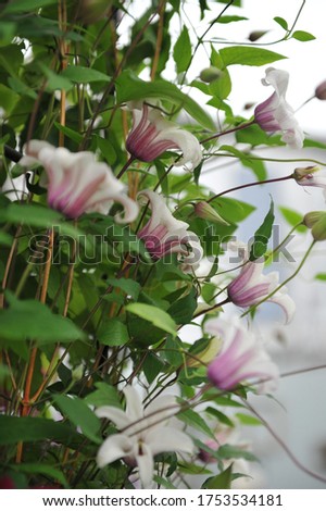 Purple and white small-flowered Clematis texensis Princess Kate blooms on an exhibition in May 2014 Royalty-Free Stock Photo #1753534181