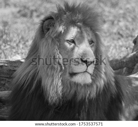 black and white photo of a lion