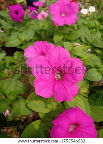 beautiful petunias in different colors