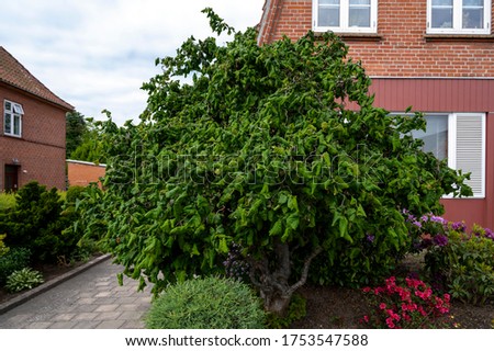 Corylus avellana hazel tree in a front yard infront of a house Royalty-Free Stock Photo #1753547588